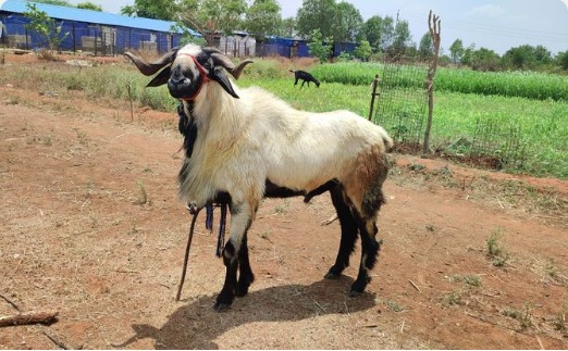 Sheep at Kodur Farms